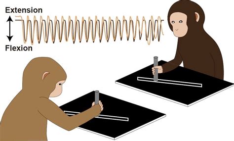 Entertaining the Animal Kingdom: Delighting Monkeys with Magic Tricks